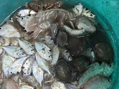 -广东惠东海龟国家级自然保护区