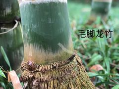 -望江楼公园