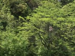 -富斯特索道