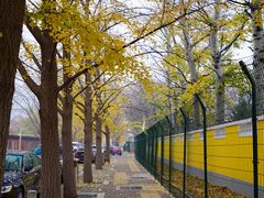 -三里屯东五街银杏大道