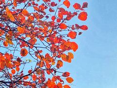 -北京西山国家森林公园