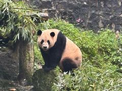 -都江堰中华大熊猫苑