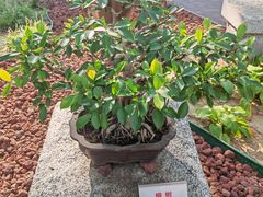 -北京市劳动人民文化宫(太庙)