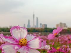 -海珠湖公园