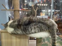 -牛喵喵铜锅牛肉馆