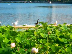 -莲花池公园