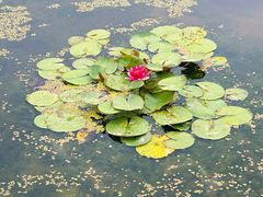-莲花池公园