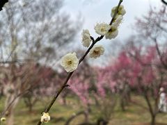-梅花山(明孝陵内)