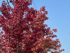 -大鸭梨烤鸭(房山店)