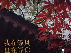 -苹果树下艺术餐厅(宋庄店)