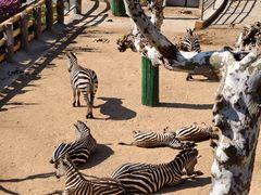 -西霞口神雕山野生动物世界