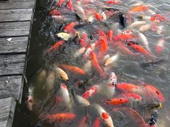 -大湾区中央湿地公园