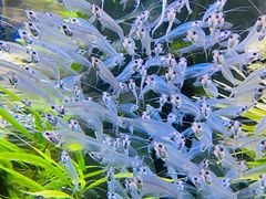 -迪拜水族馆及水下动物园
