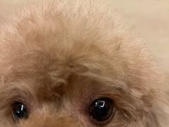 -宠颐生猫科·内科皮肤科(西平世纪城店)