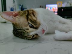 -瑞派罗医生宠物诊所(古镇分所)