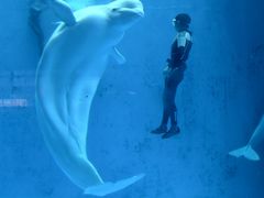 -海合安成都极地海洋公园