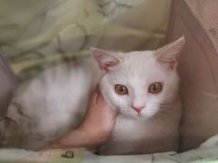 -美联众合爱康动物医院•复杂内科•肿瘤科•牙科•腔镜诊疗中心