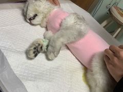 -纳吉亚猫专科动物医院博雅分院