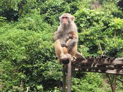 -西双版纳原始森林公园