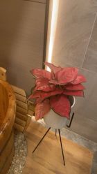 -苑苑vbeauty科技美容SPA