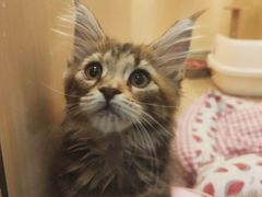 -momokira米努特·德文卷毛猫·棉花面纱犬