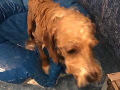 -Oh My Dog宠物沙龙(伊珊娜皮毛护理店)