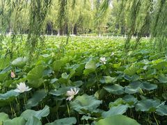 -莲花池公园