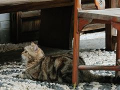 -喵屿·大理花园猫咖