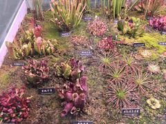 -中国科学院西双版纳热带植物园