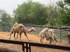 -青藏高原野生动物园
