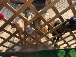 -萌宠亲子动物乐园(槐房万达店)