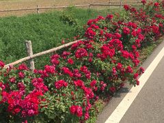 -大连铭湖国际观光牧场