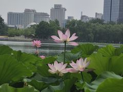 -莲花池公园