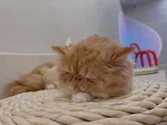 -More Fun猫咖 二十只万元加菲主题