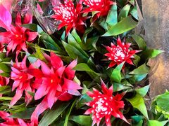 -双季花艺园艺市场(浦东店)