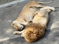 -大连森林动物园