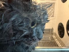 -瑞派宠物医院·犬猫全科·猫友好(宾水西道店)