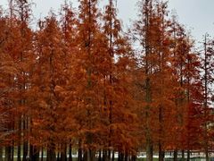 -白鹭湾湿地公园