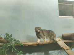-青藏高原野生动物园