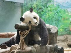 -灵玲国际马戏城