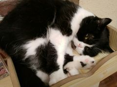 -猫友咖啡店(玉林西路店)