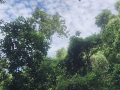 -凤凰山国家森林公园