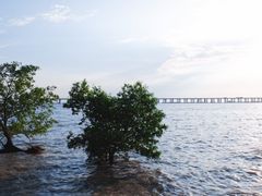 -宝安西湾红树林湿地公园