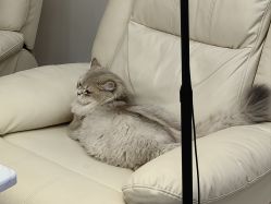 -柚子•猫美睫美甲