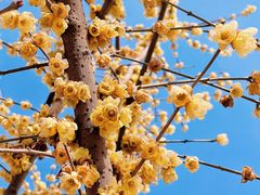 -三圣花乡旅游区