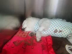 -宠爱国际动物医院· 猫科· 外科·中兽医(长白店)