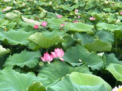 -荷塘月色湿地公园·向阳花洲
