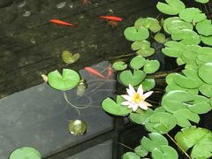 -慢丽江·云南野生菌土鸡锅(西山店)