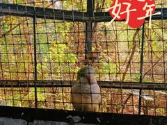 -海南热带野生动植物园