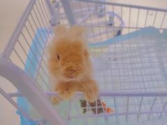 -怪兽屋·羊驼·猫咖·狗咖(俊华广场店)